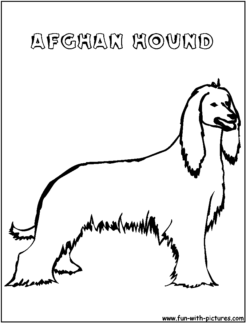Afghanhound Coloring Page 