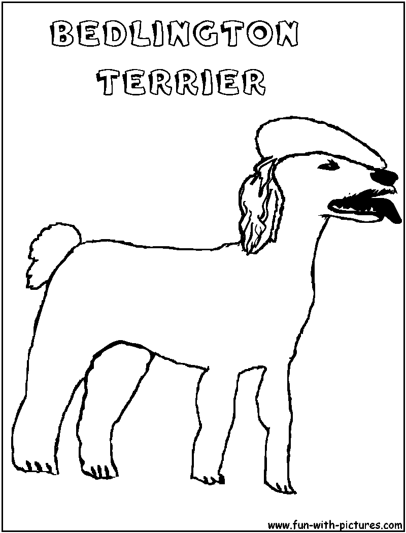 Bedlingtonterrier Coloring Page 