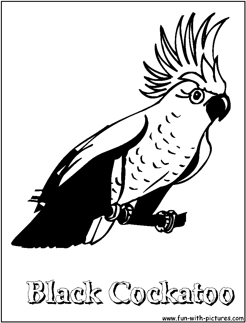 Black Cockatoo Coloring Page 