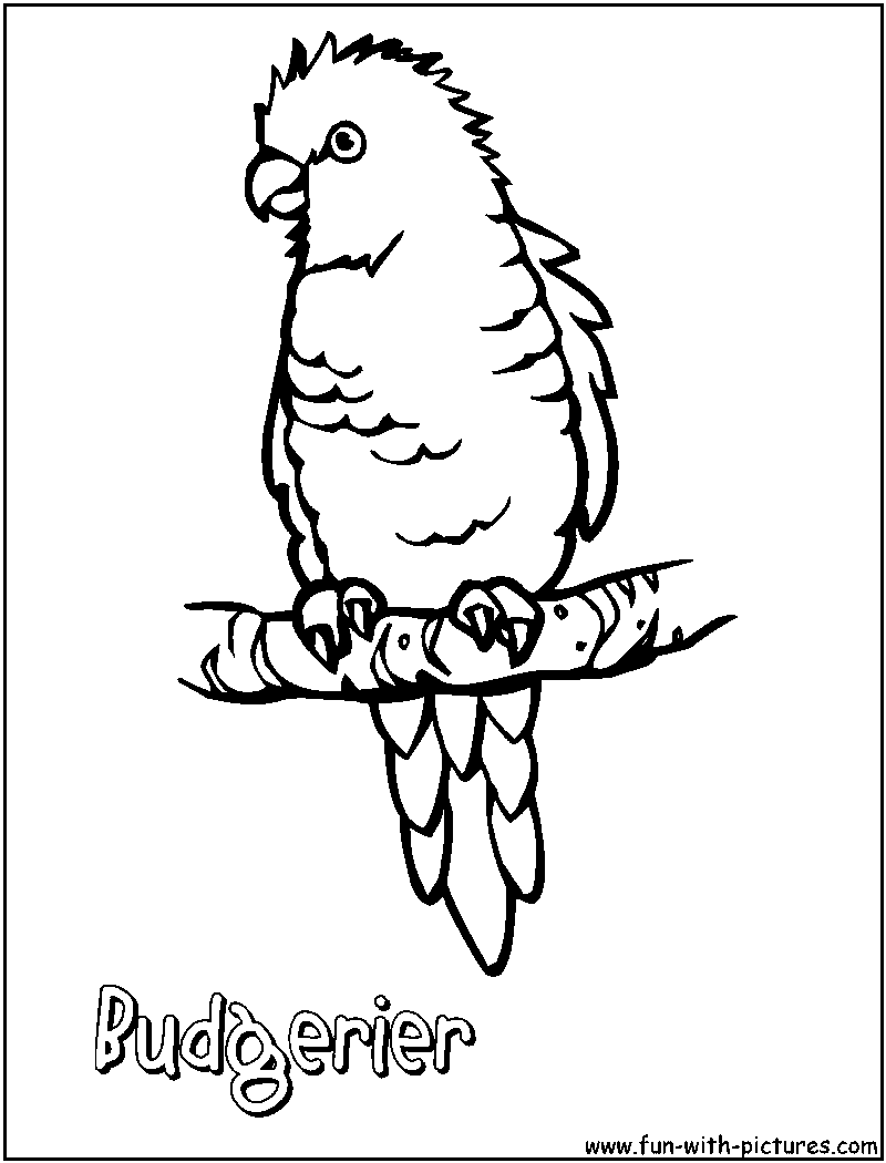 Budgerier Coloring Page 