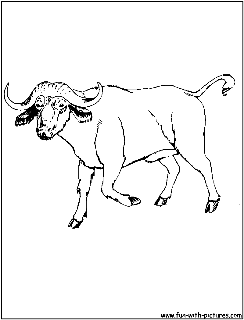 Bufallo Coloring Page 