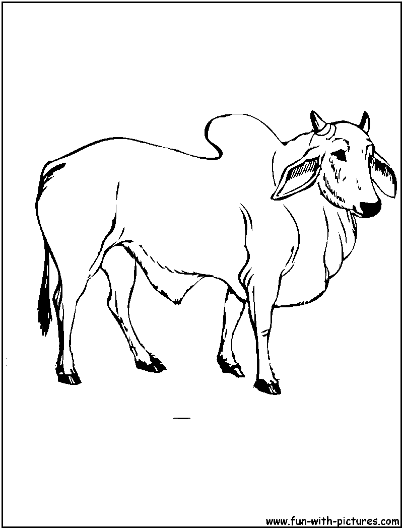Bull Coloring Page 