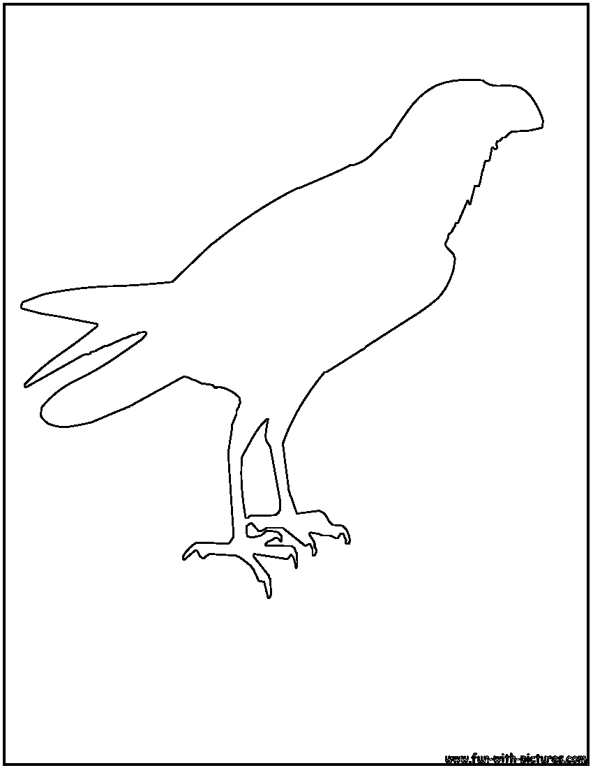 Buzzard Outline Coloring Page 