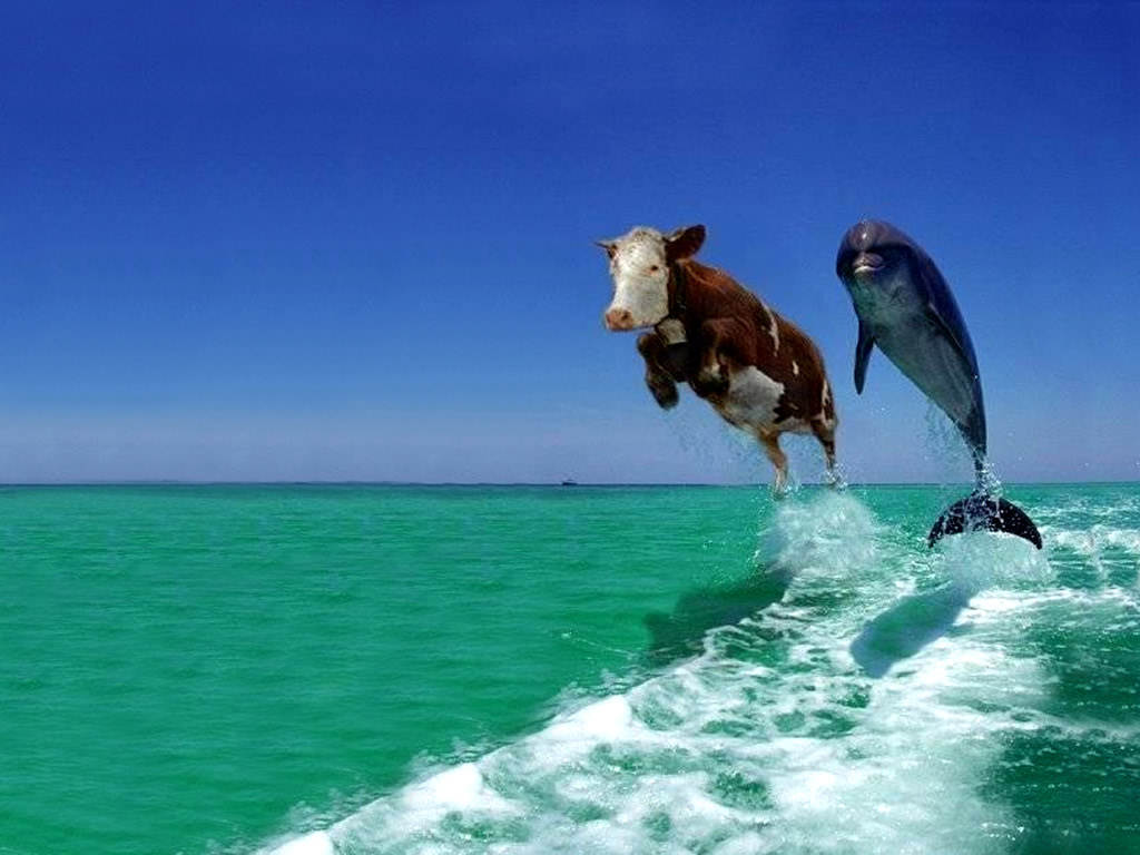 Cow Dolphin