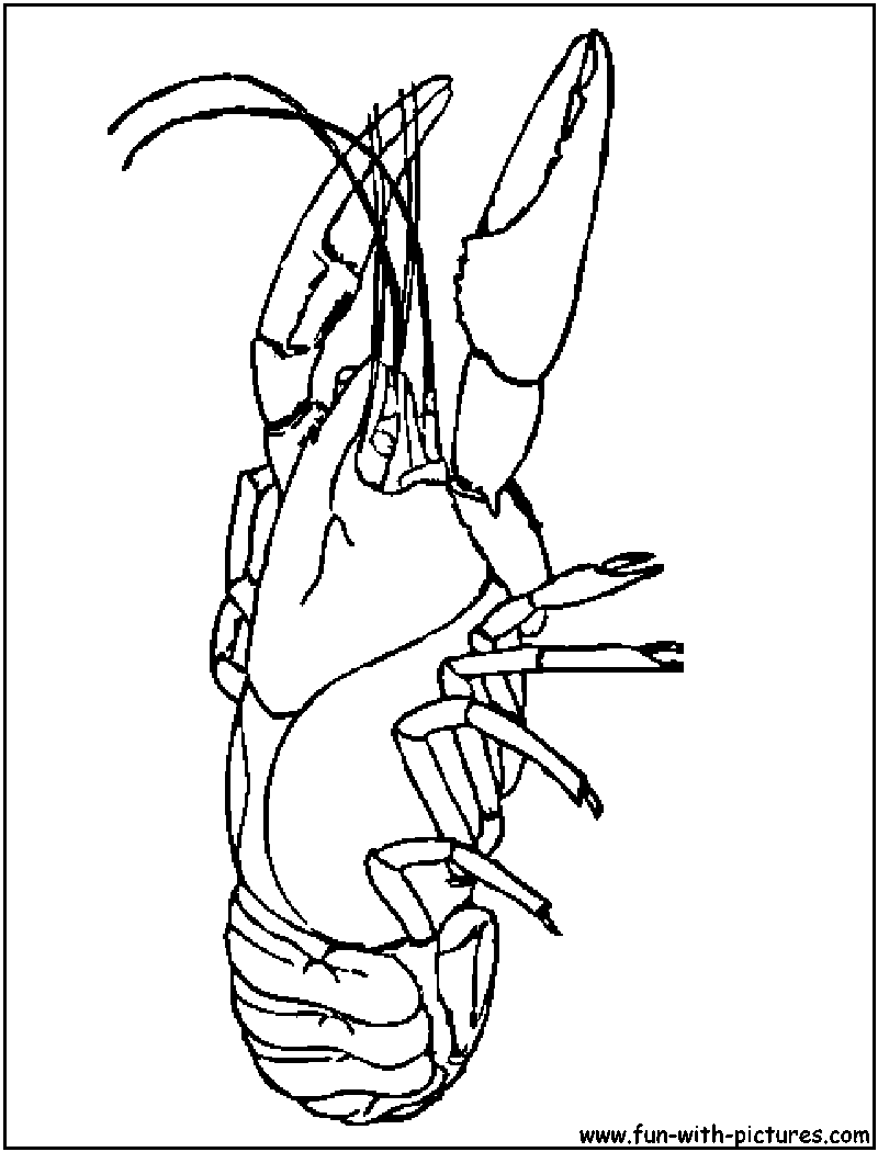 Crayfish Coloring Page 