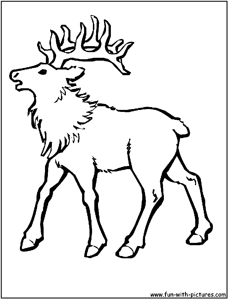 Elk Coloring Page 