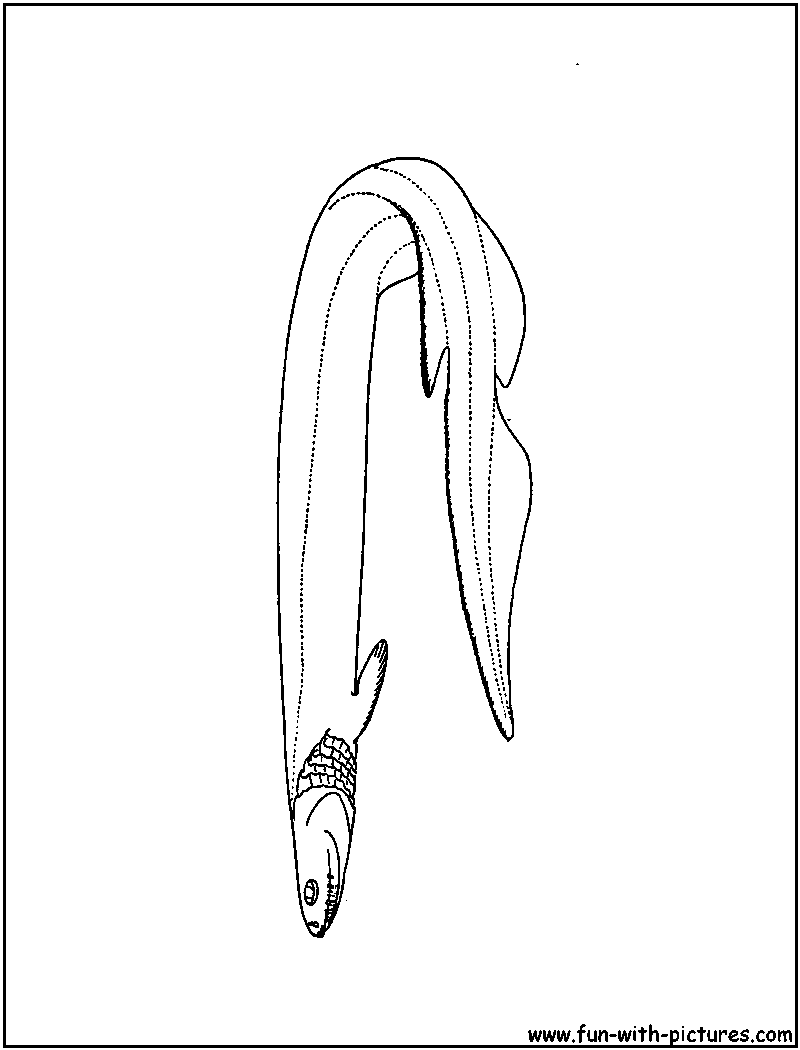 Frilled Shark Coloring Page 