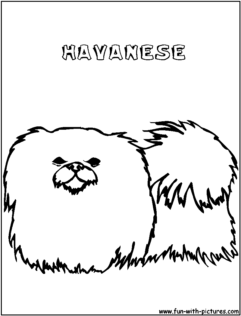 Havanese Coloring Page 