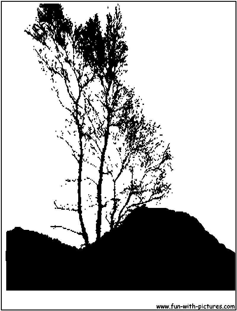 Mountain Trees Silhouette
