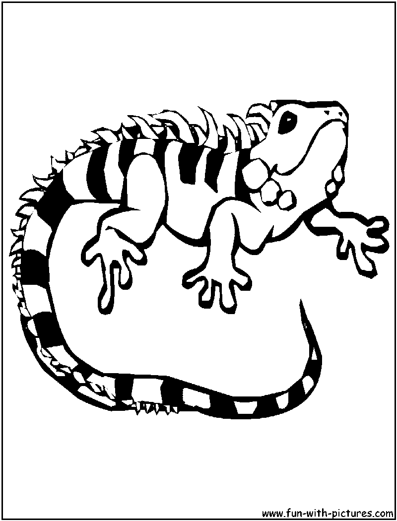 Newt Coloring Page 