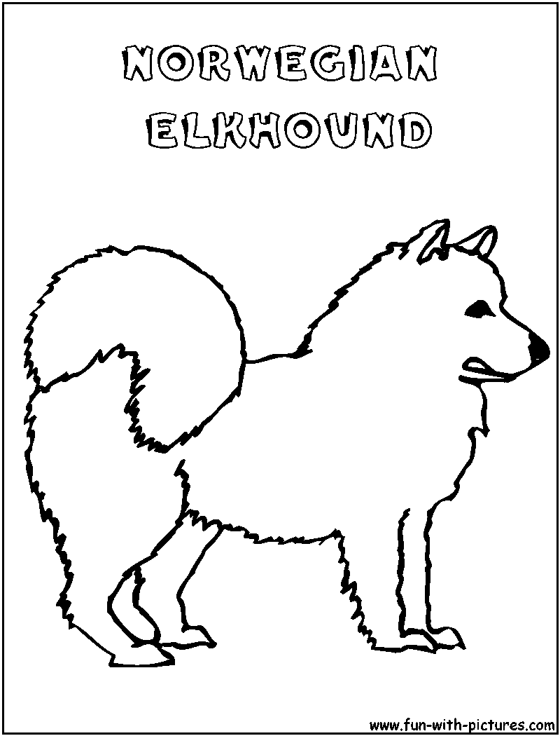 Norwegianelkhound Coloring Page 
