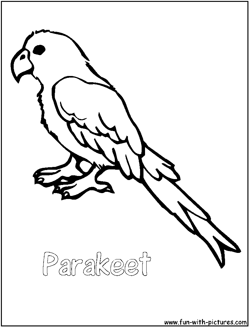 Parakeet Coloring Page 
