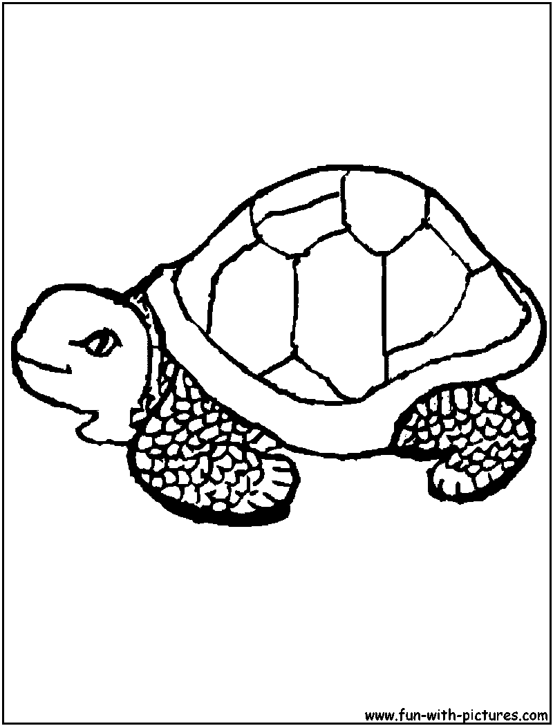 Sea Tortoise Coloring Page 