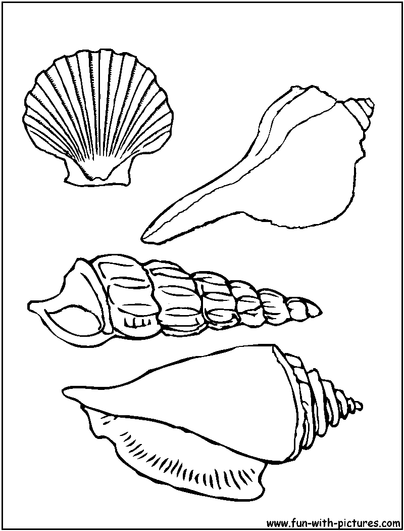 Seashells Coloring Page 