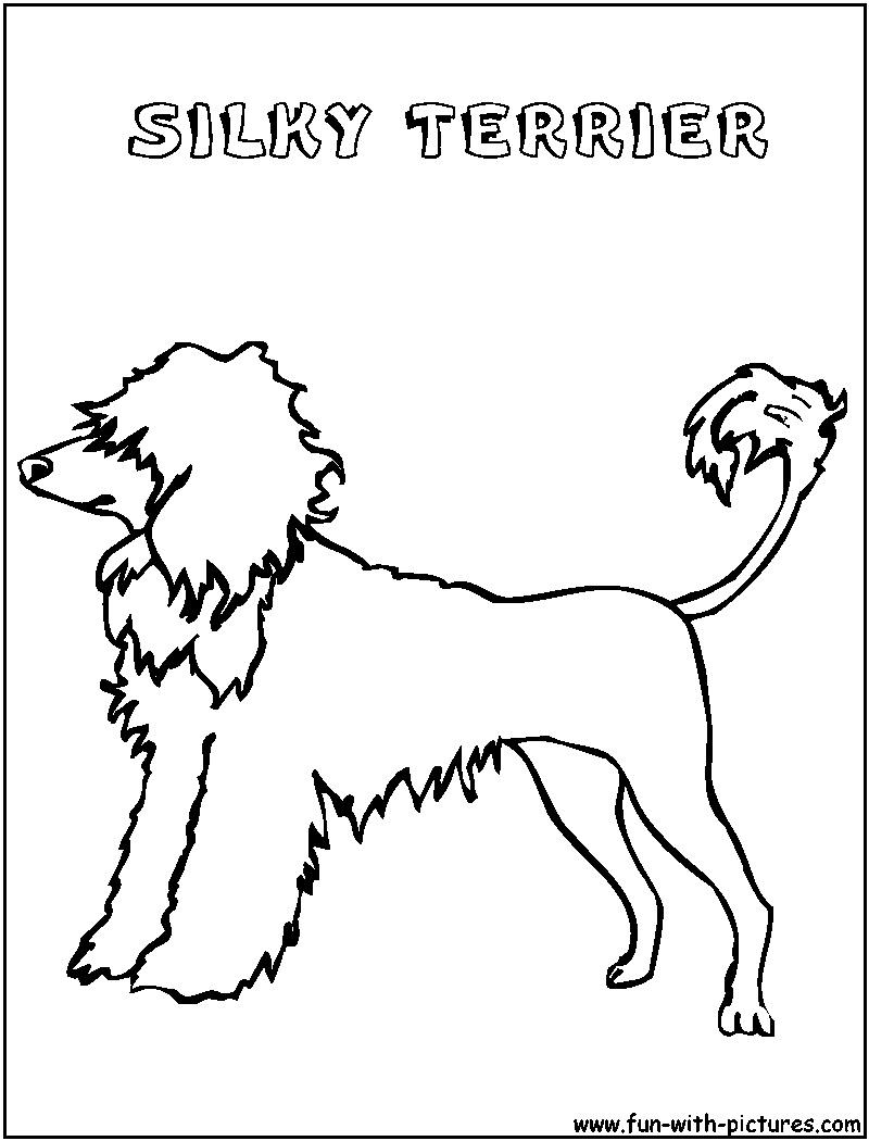 Silkyterrier Coloring Page 