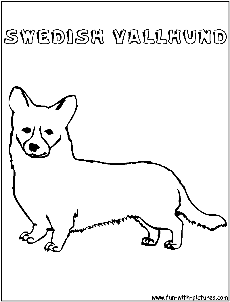 Swedishvallhund Coloring Page 
