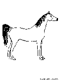 arabian horse