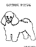 Bichonfrise Coloring Page 