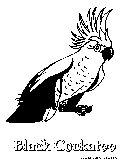 Black Cockatoo Coloring Page 