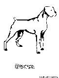 Boxer Coloring Page 