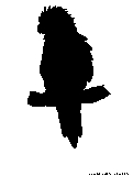 budgerier silhouette