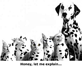 dalmation cats