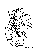 Hermit Crab Coloring Page 