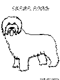 Lhasaapso Coloring Page 