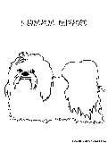 lhasaapso2