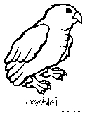 Lovebird Coloring Page 