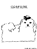 Maltese Coloring Page 