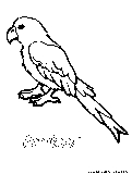 Parakeet Coloring Page 