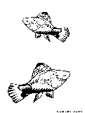 Platy Coloring Page 