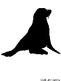 sea lion silhouette