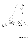 Sea Lion Coloring Page 