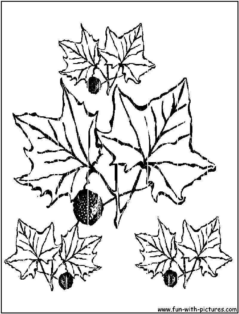 Autumn Leaves Coloring Pages - Free Printable Colouring Pages for kids