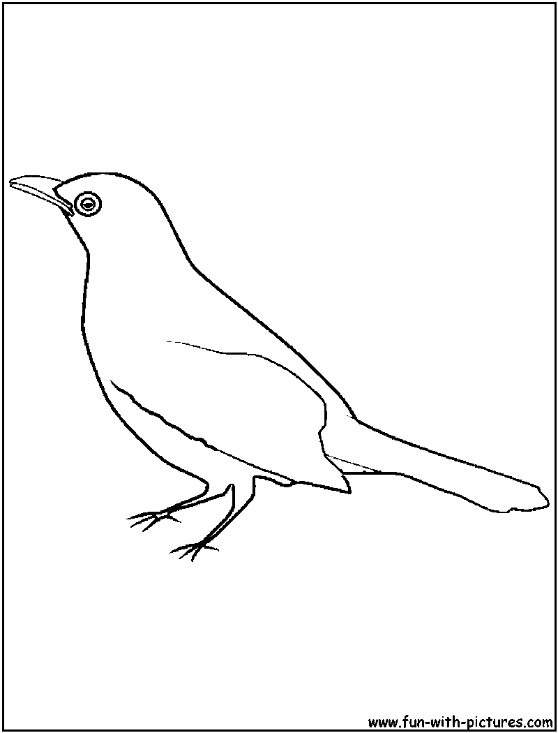 blackbird-coloring-page
