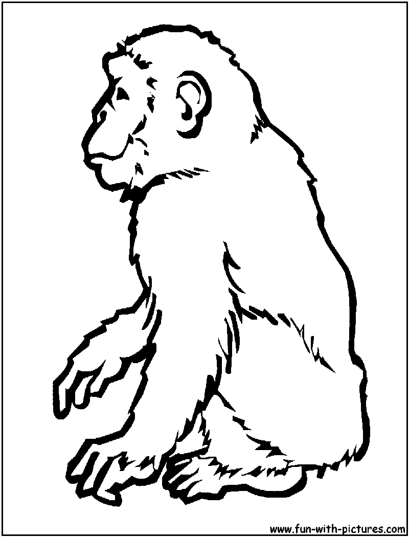 Chimpanzee Coloring Page 