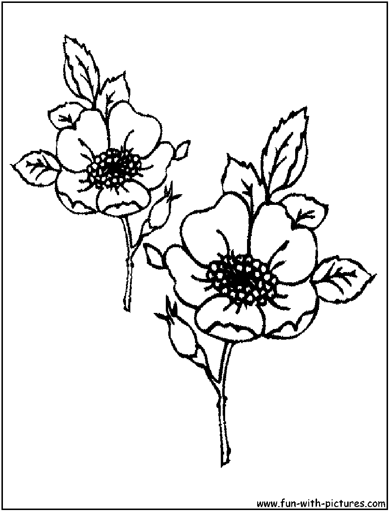 Flowers Coloring Page 