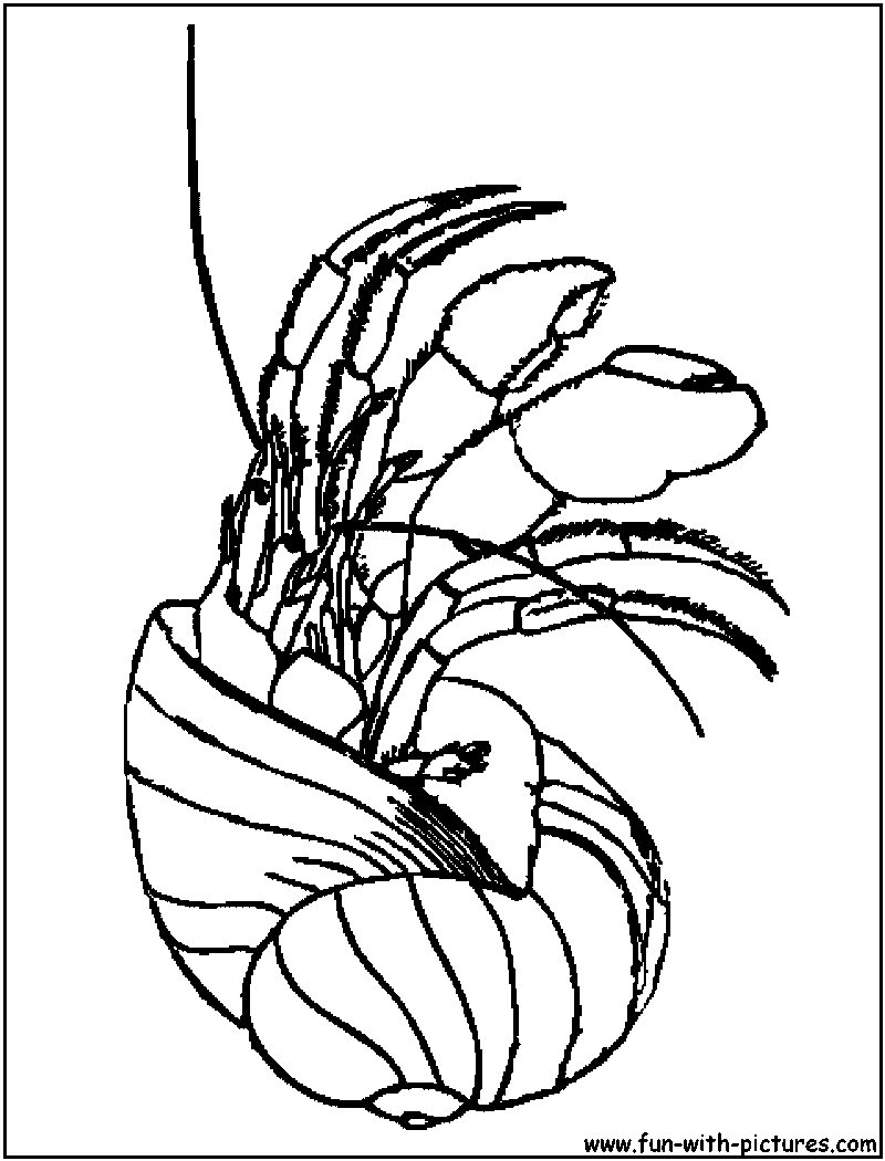 Hermit Crab Coloring Page 