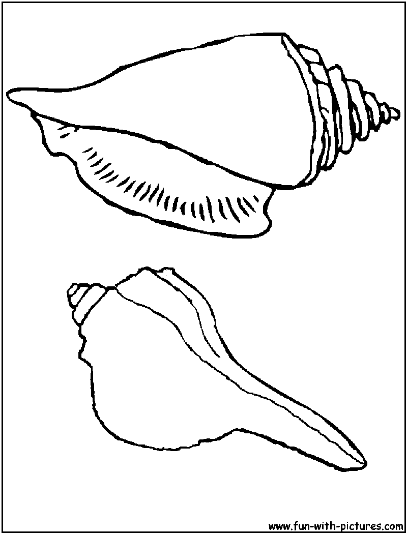 Sea Shells Coloring Page 