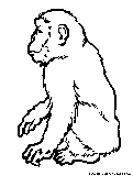 Chimpanzee Coloring Page 