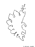 dinosaur outline5