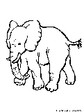 elephant