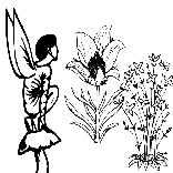 Faerie Flowers Coloring Page 