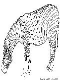 Fat Zebra Coloring Page 