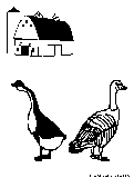 Goose Gander Coloring Page 