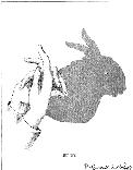 hand shadow of bunny