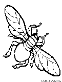 Housefly Coloring Page 