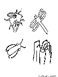 Insects Coloring Page 